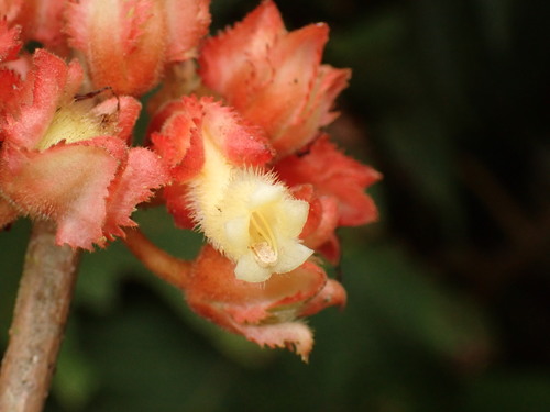 Glossoloma scandens
