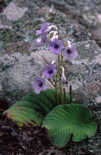 Streptocarpus eylesii
