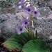 Streptocarpus eylesii - Photo (c) Chris Whitehouse, όλα τα δικαιώματα διατηρούνται, uploaded by Chris Whitehouse