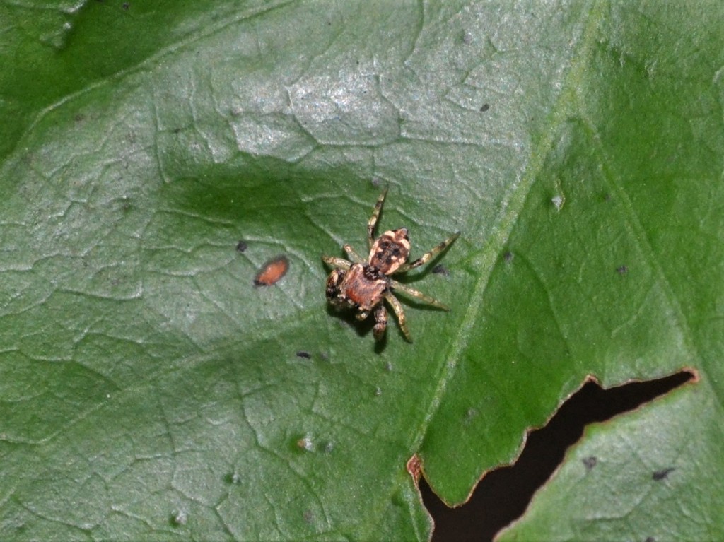 Jumping Spiders from Puerto Vallarta, Jal., México on August 22, 2021 ...