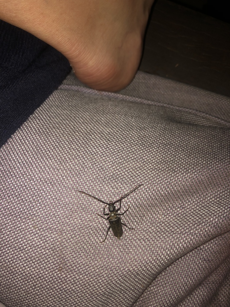 Vesperus from Santa ClaraaVelha, PereirasGare, Alentejo, PT on