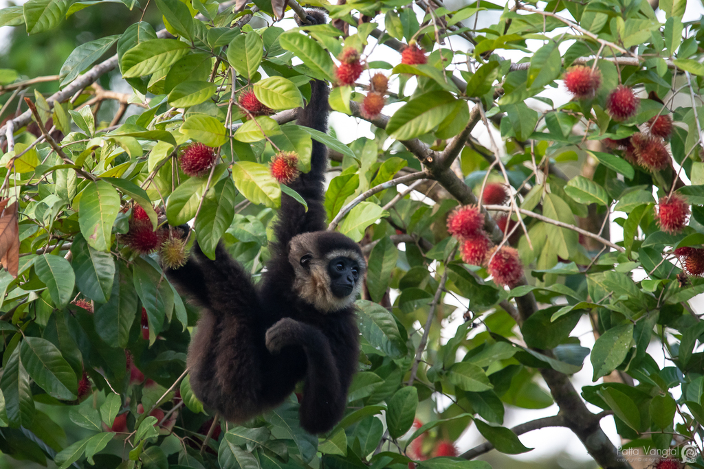 Agile Gibbon