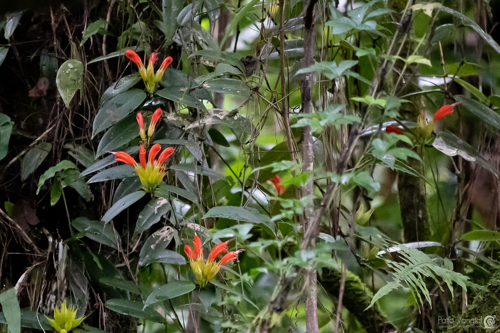 Aeschynanthus hosseusii (Aeschynanthus hosseusii)