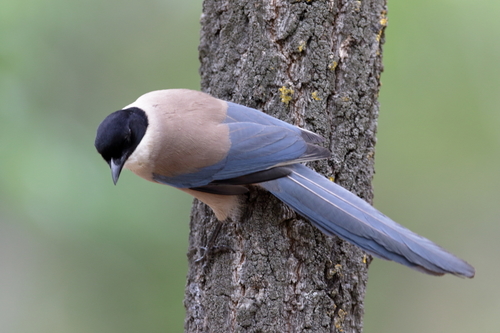 Iberian Magpie