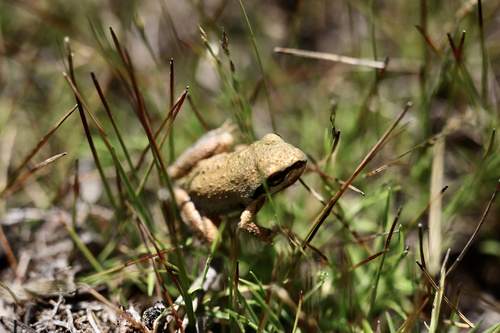 iNaturalist observation photo of Pacific chorus frog