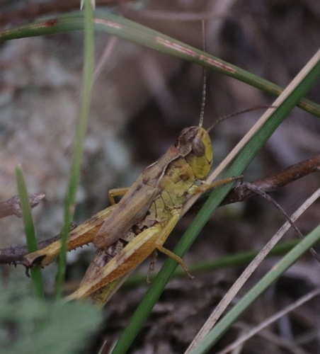 Water-meadow Grasshopper