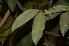 Image of Garcinia ovalifolia