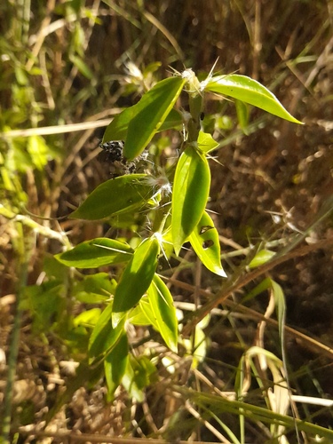 Pereskia horrida