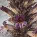 Aphyllon cooperi latilobum - Photo (c) Amy Huie, todos los derechos reservados, subido por Amy Huie