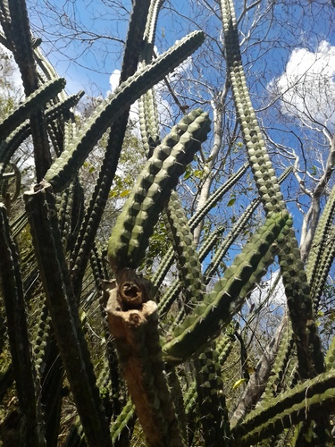 Rauhocereus