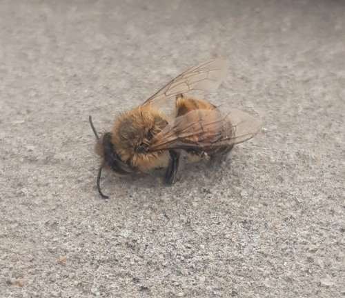 photo of Western Honey Bee (Apis mellifera)