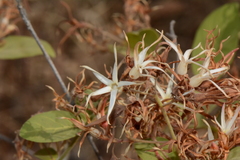 Image of Baissea multiflora