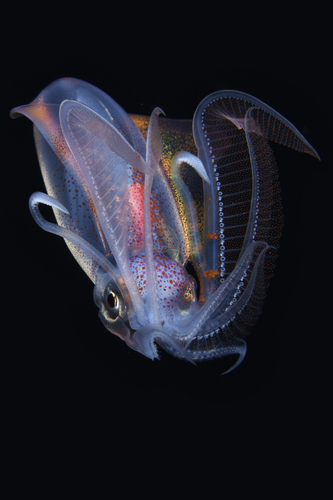 Diamondback Squid