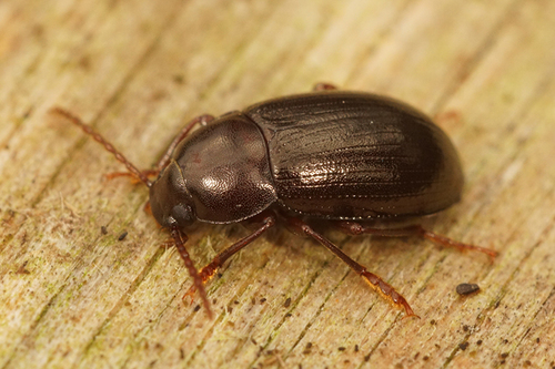 Nalassus laevioctostriatus (Goeze, 1777)