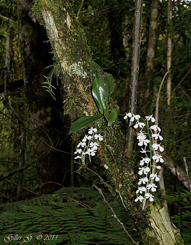 Aerangis citrata