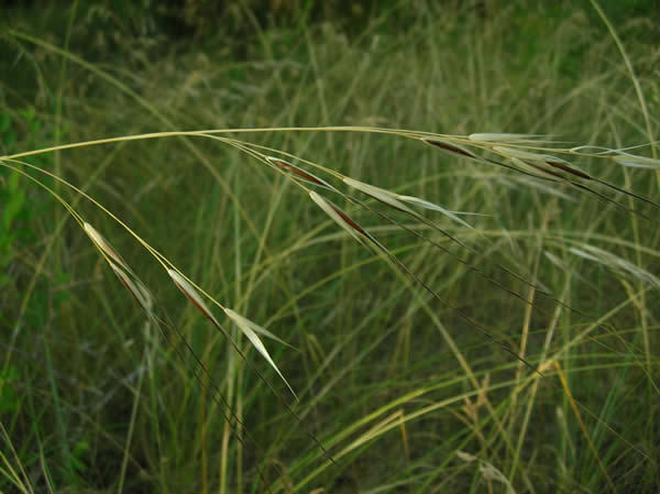 Porcupine grass (Minnesota Dry Prairies) · iNaturalist