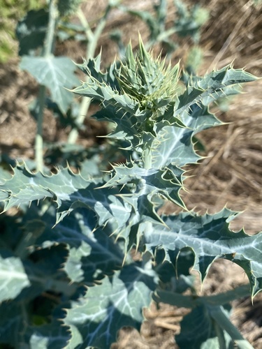thistle poppy