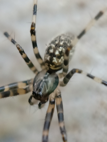 Megalepthyphantes