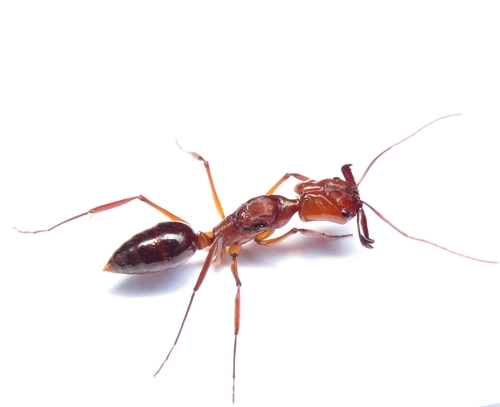 近缘大齿猛蚁Odontomachus affinis