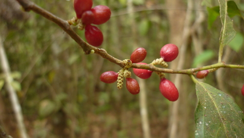 Lacistemataceae
