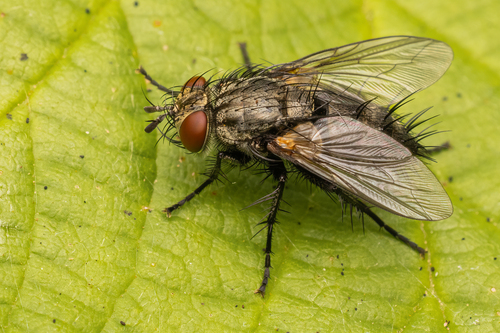 Voria ruralis (Fallén, 1810)