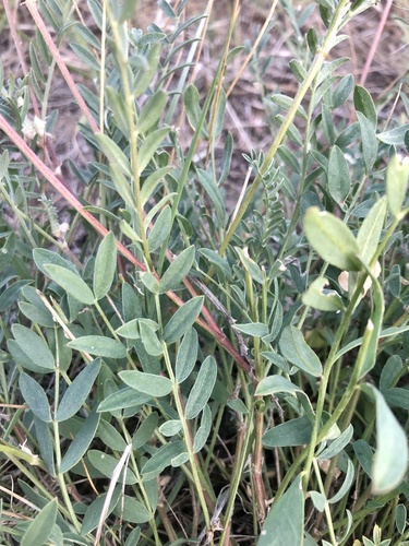Laxmann's Milkvetch