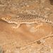 Spotted Desert Lizard - Photo (c) Tyrone Ping, all rights reserved, uploaded by Tyrone Ping