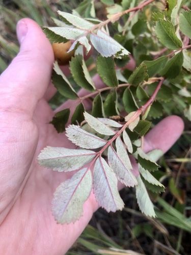 prairie rose