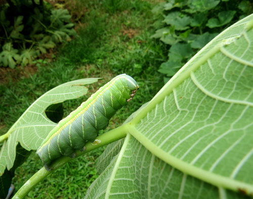 Fig Sphinx