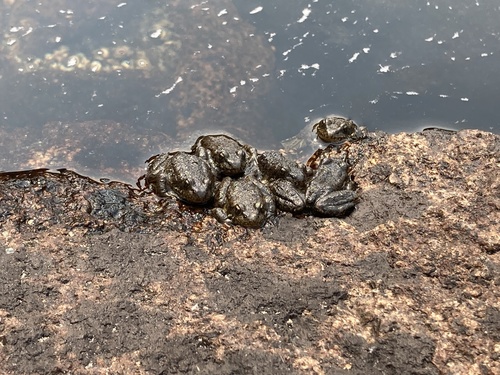 iNaturalist observation photo of Sierra Nevada Yellow-legged Frog