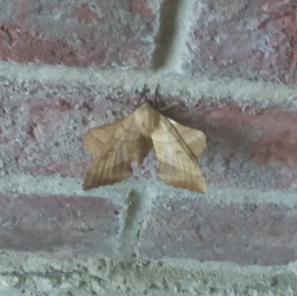 Walnut Sphinx from Saginaw, TX, USA on August 31, 2021 at 04:54 PM by ...