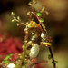 Observation photo
