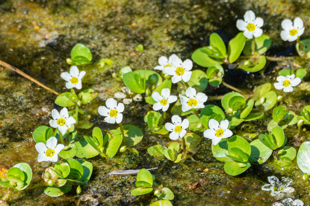 Gila River Water Hyssop (Bacopa eisenii) · iNaturalist