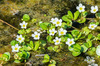 Gila River Water Hyssop - Photo (c) Charlie Russell, all rights reserved, uploaded by Charlie Russell