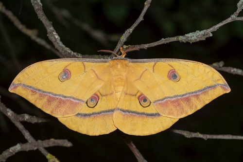 Japanese Silk Moth