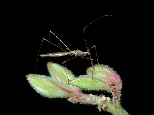 Jalysus