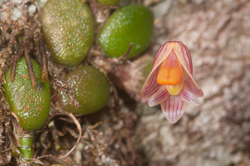Common Button Orchid