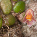 Common Button Orchid - Photo (c) Lorenzo Bertola, all rights reserved, uploaded by Lorenzo Bertola