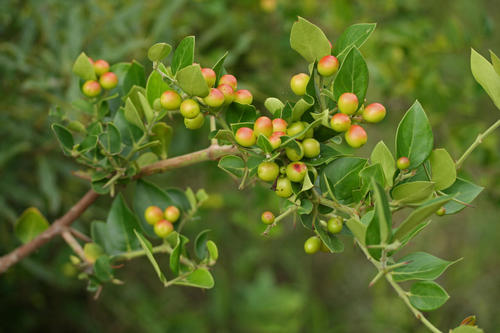 Bush Plum