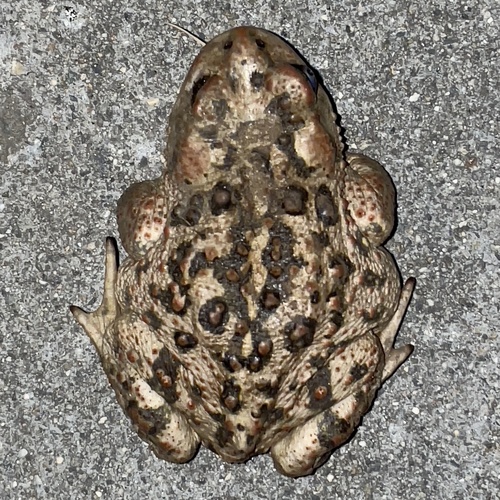 iNaturalist observation photo of Western Toad