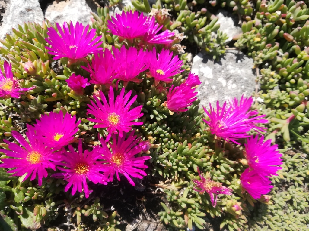 Dewflower