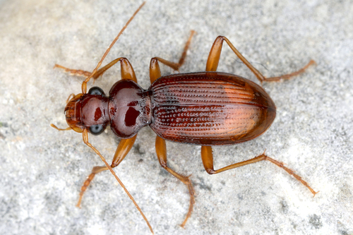 Leistus ferrugineus (Linnaeus, 1758)