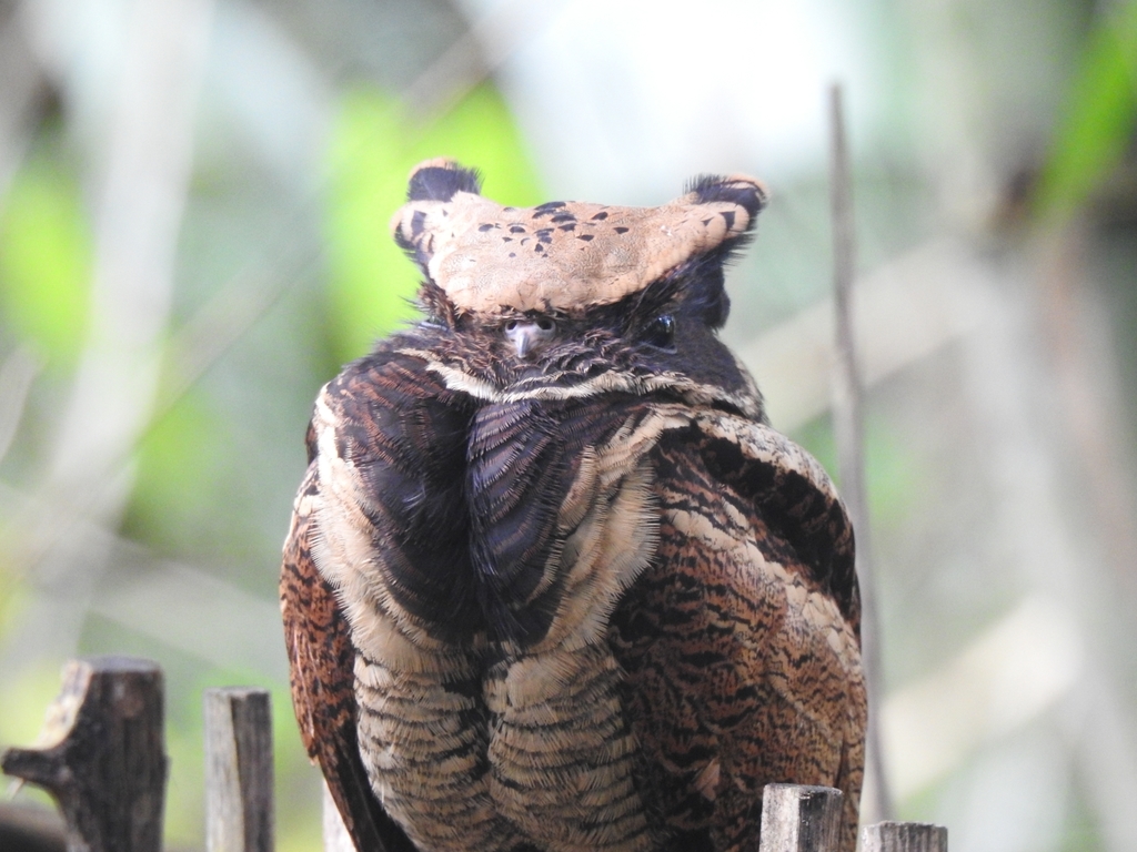 Great Eared-Nightjar (Lyncornis macrotis) photo