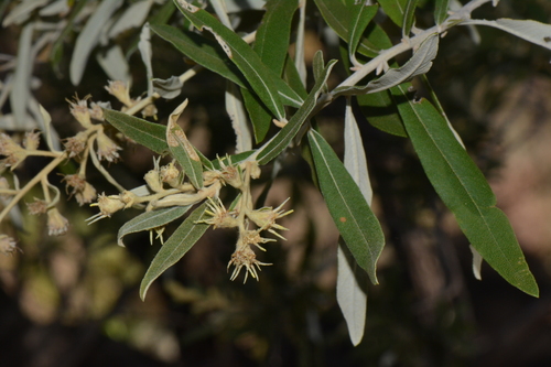 Tarchonanthus parvicapitulatus P.P.J.Herman