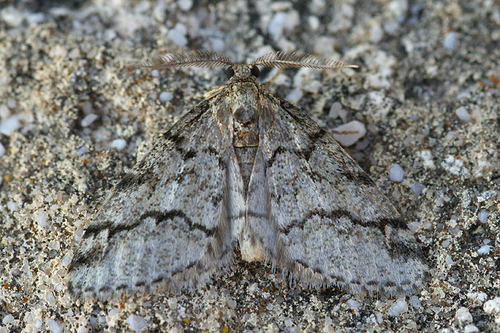 Tephronia lhommaria