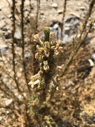 photo of Sierra Snapdragon (Sairocarpus multiflorus)