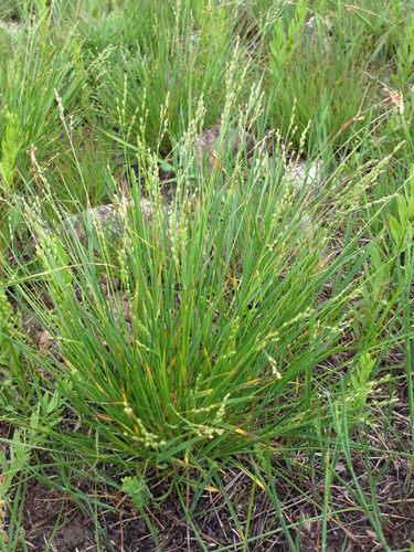 Long stalked Panic Grass (Minnesota Dry Prairies) · iNaturalist