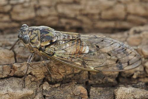 Ash Cicada