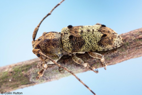 Pterolophia lichenea