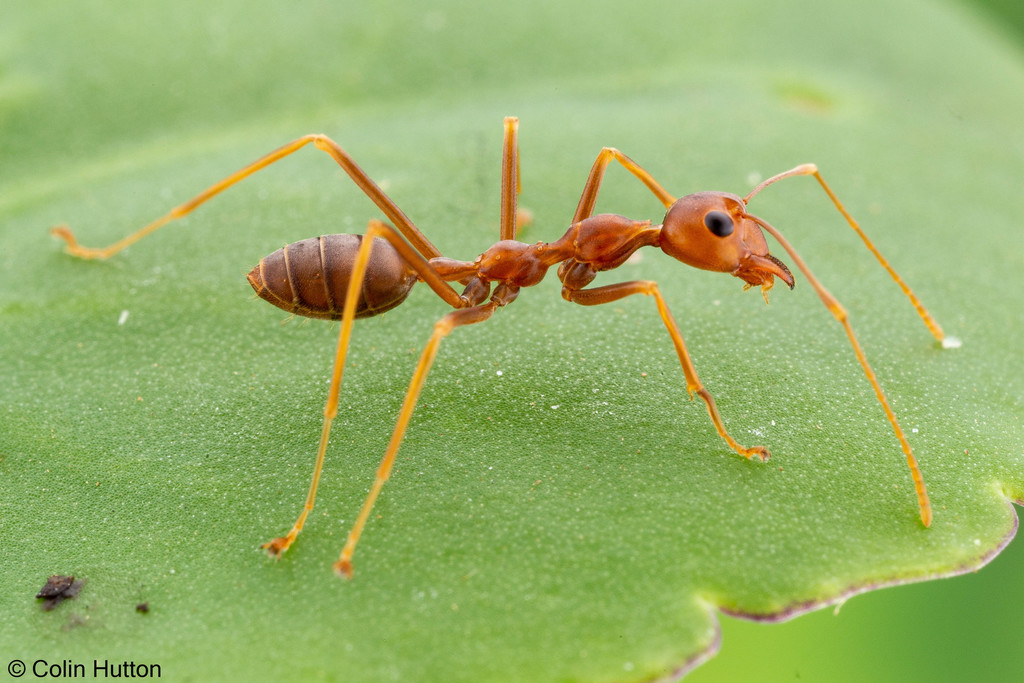 African Weaver Ant from Ejisu-Juaben, Ghana on May 12, 2021 at 06:39 PM ...